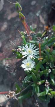 Image of Delosperma karroicum L. Bol.