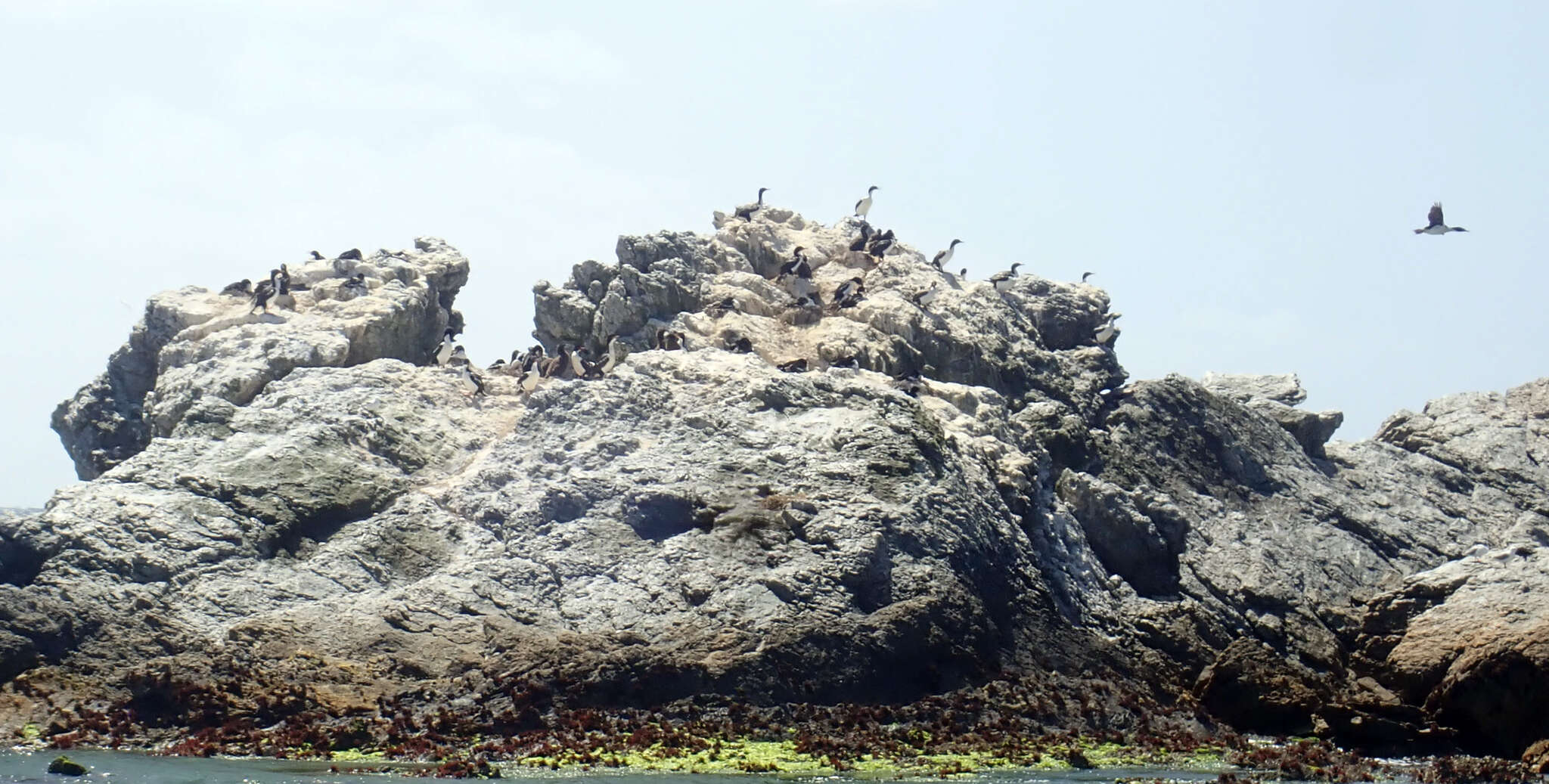 Image of Chatham Island shag
