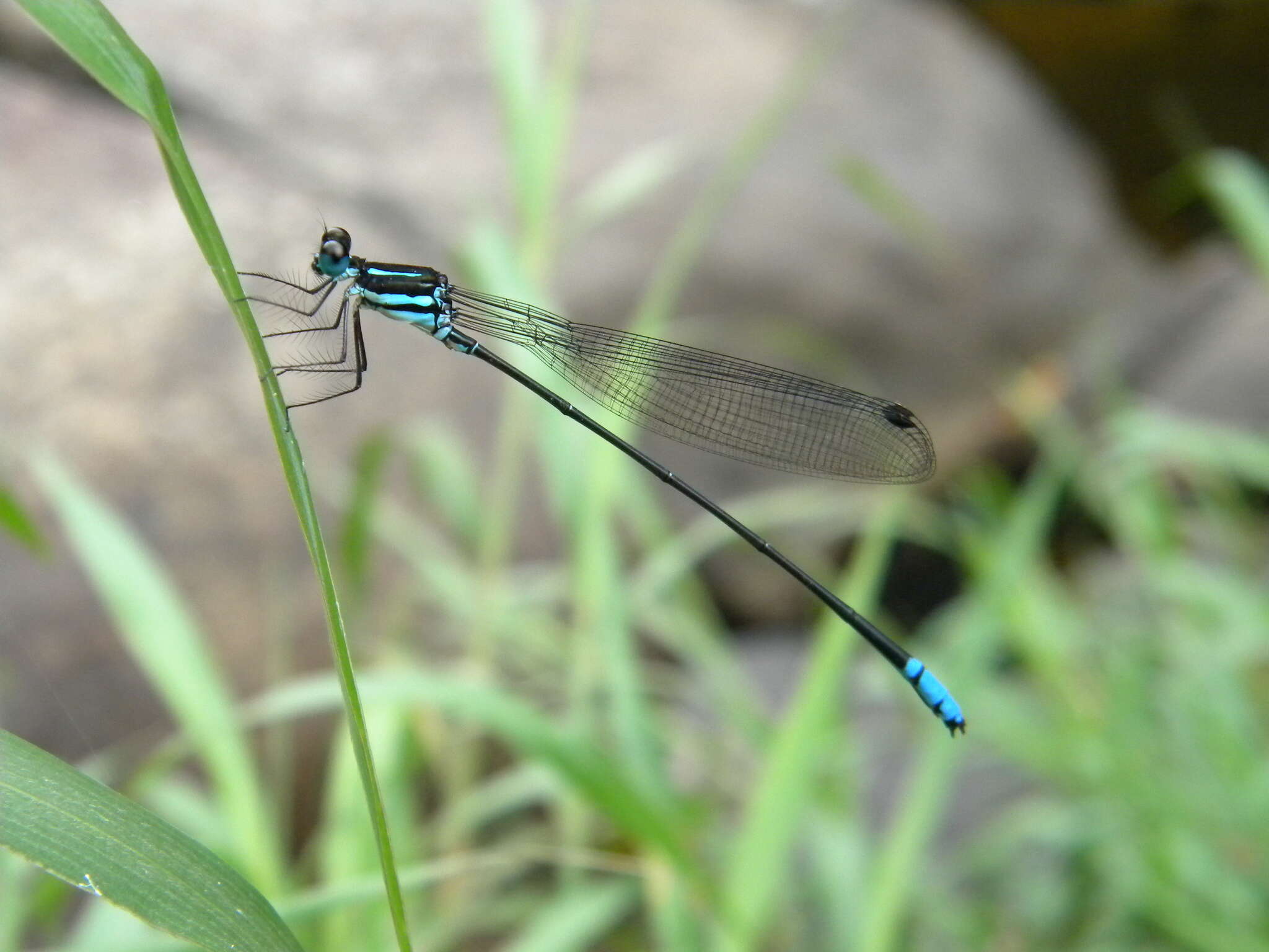 Image of Phylloneura westermanni (Hagen ex Selys 1860)