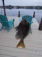 Image of Bluegill Sunfish