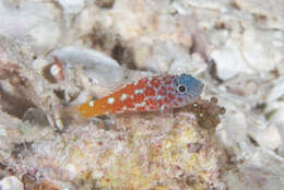 Image of Lantana dwarfgoby