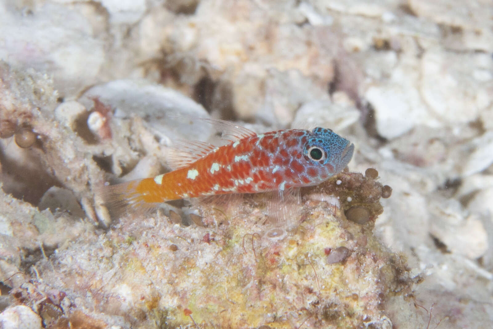 Image of Lantana dwarfgoby