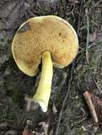 Pulveroboletus curtisii (Berk.) Singer 1947的图像