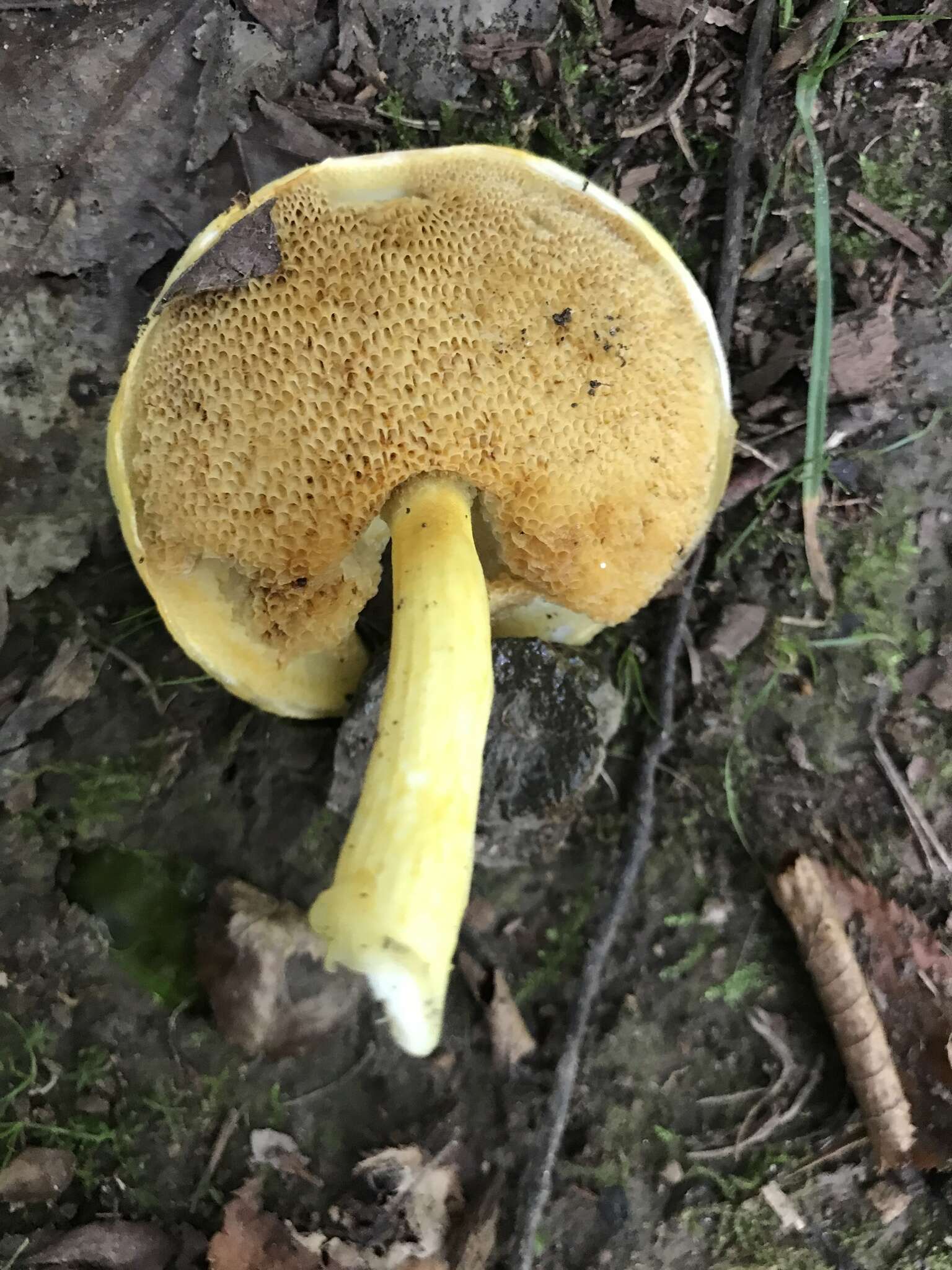Pulveroboletus curtisii (Berk.) Singer 1947的图像