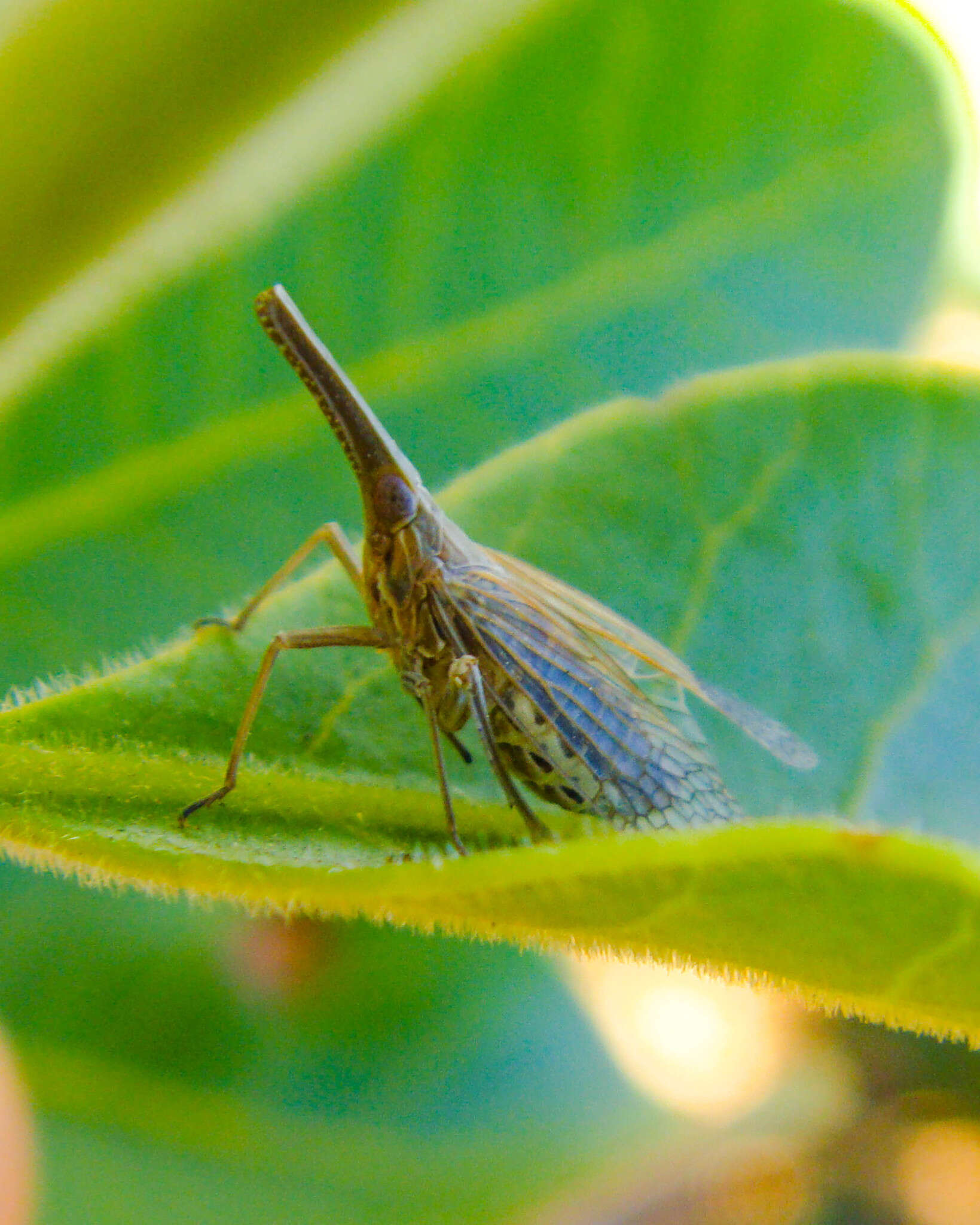 Image de Xenochasma rectirostris (Spinola 1852)