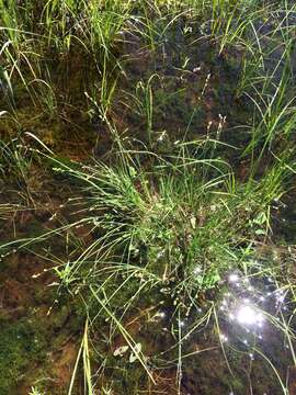 Image of Gray Bog Sedge