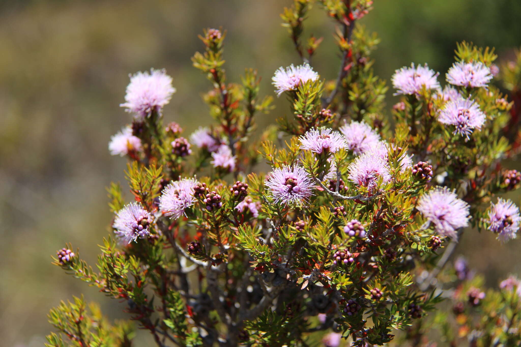 Imagem de Melaleuca squamea Labill.