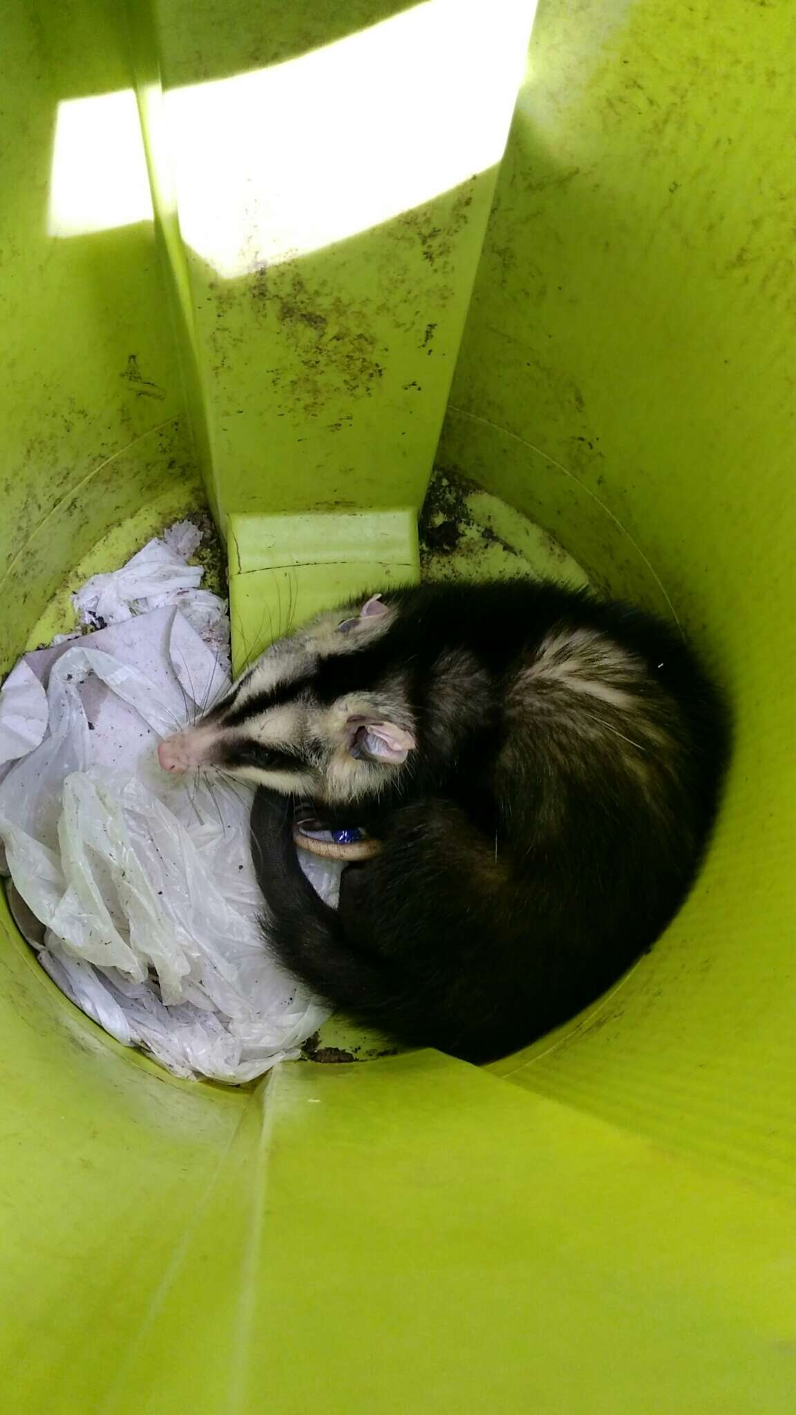 Image of White-eared Opossum