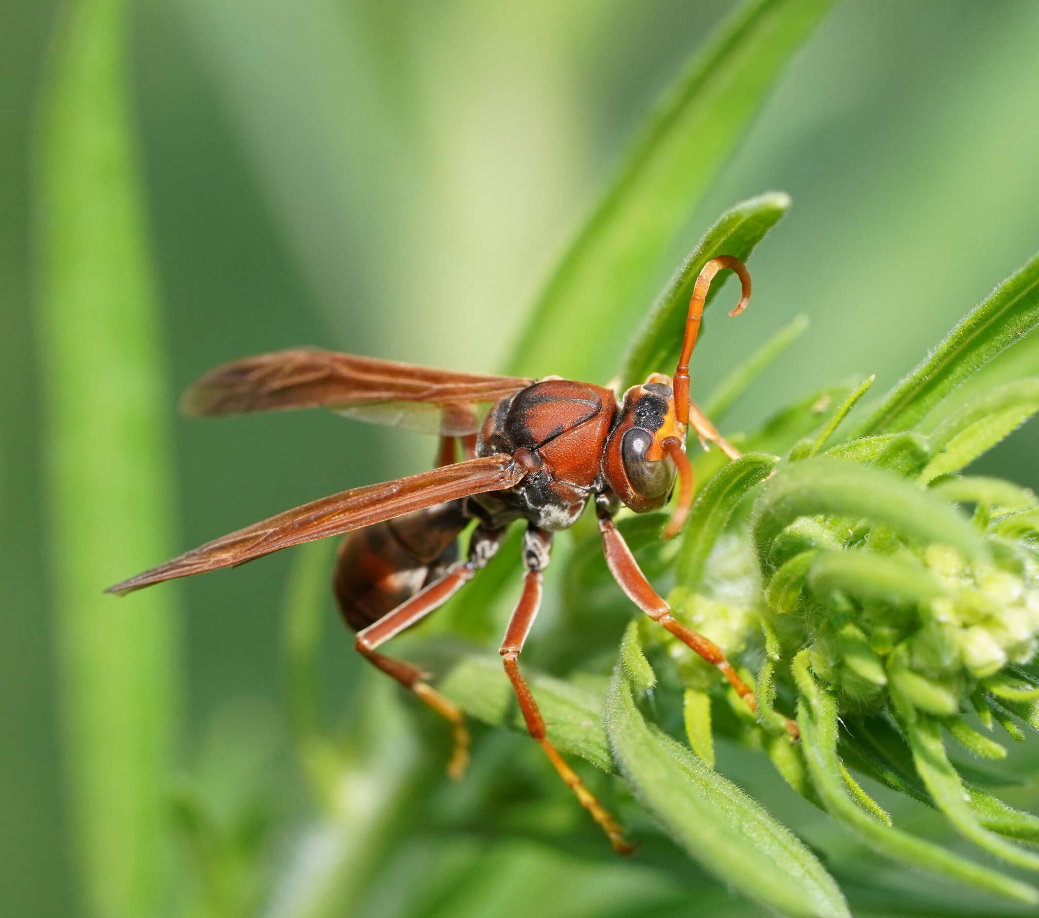 Image of Polistes erythrinus Holmgren 1868