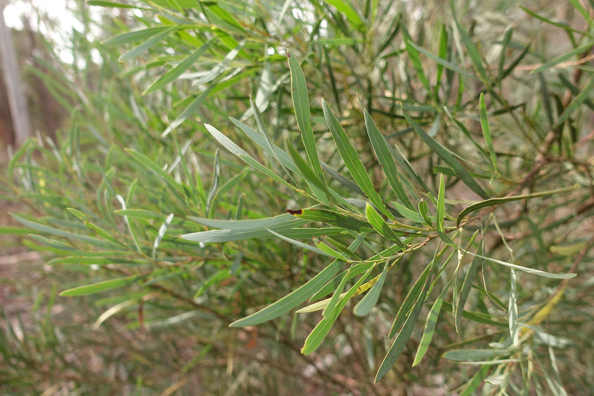 Acacia provincialis A. Camus的圖片