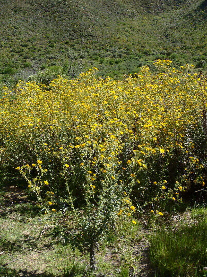 Image of prickly gousblom