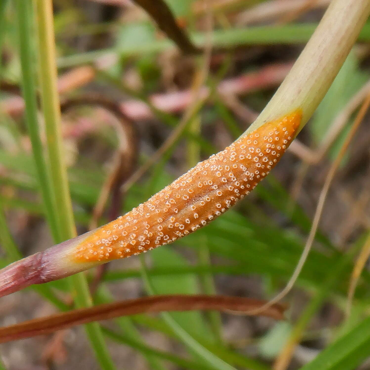 Image of Puccinia dioicae Magnus 1877