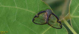 Image of Euricania facialis (Walker 1858)