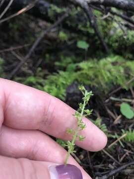 Image of Lesser Twayblade