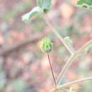 Image of Abutilon malvifolium (Benth.) J. Black