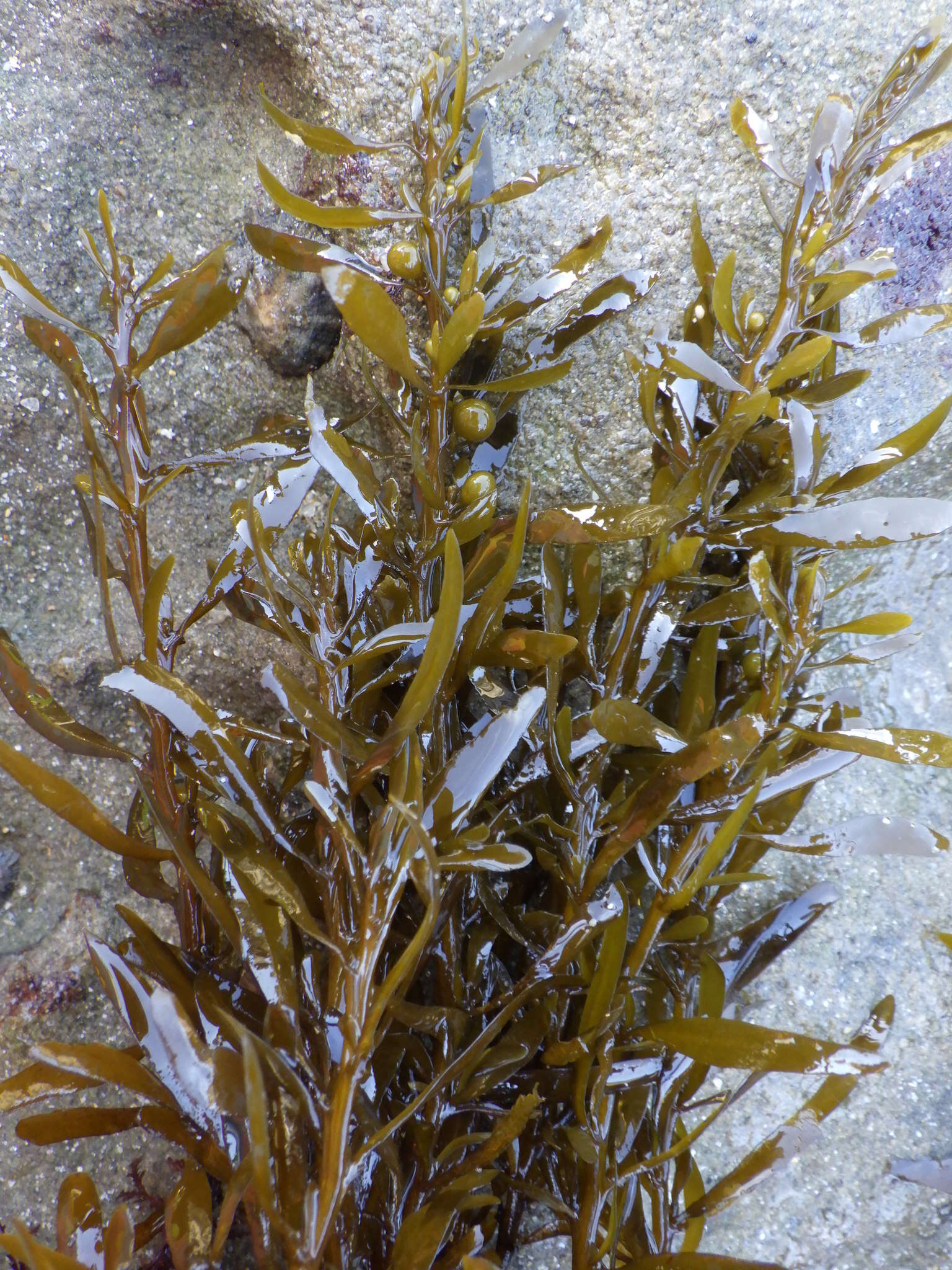 Слика од Sargassum vulgare