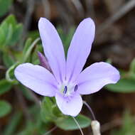 Imagem de Barleria meyeriana Nees