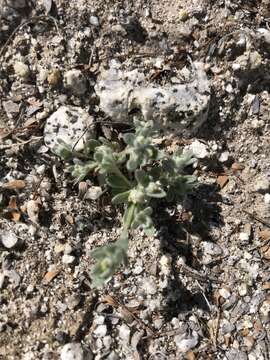 Image of dwarf cottonrose