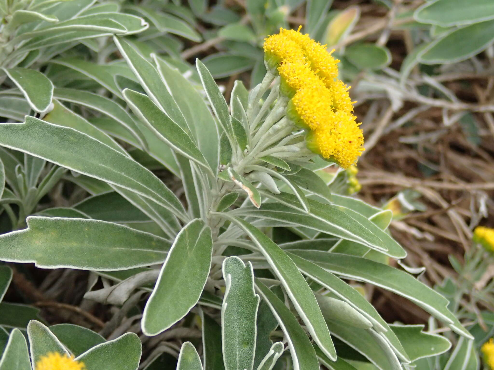 Plancia ëd Ajania pacifica (Nakai) K. Bremer & C. J. Humphries