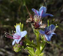 Plancia ëd Lobostemon paniculatus (Thunb.) Buek