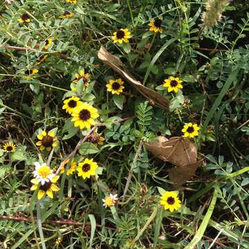 Imagem de Sanvitalia procumbens Lam.