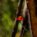 Слика од Adenophyllum appendiculatum (Lag.) J. L. Strother