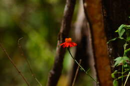 Imagem de Adenophyllum appendiculatum (Lag.) J. L. Strother