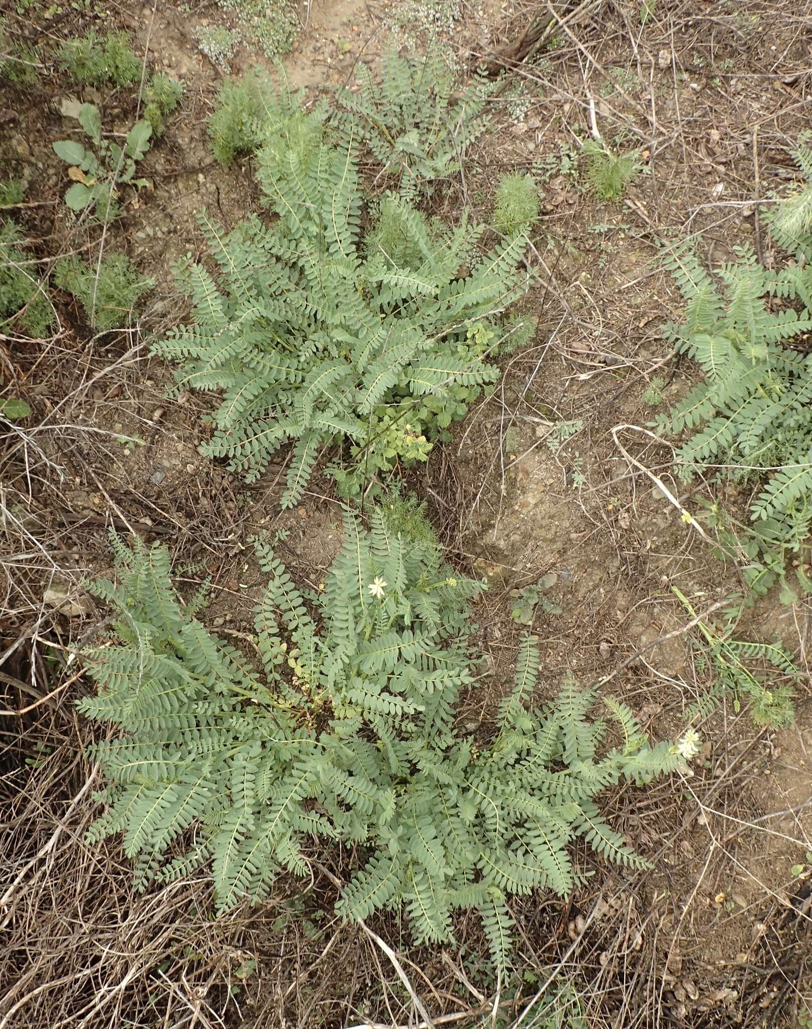 Image of Pomona milkvetch