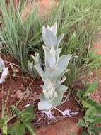 Image of Helichrysum thapsus (Kuntze) O. Hoffm.