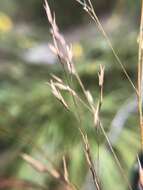 Image of Cumberland Sand-Reed