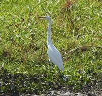 Image of Intermediate Egret