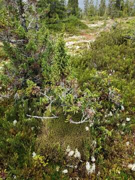 Image of Guaitecas Cypress