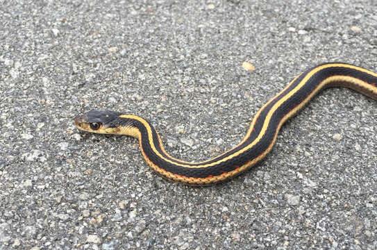 Image de Thamnophis sirtalis fitchi Fox 1951