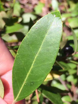 Слика од Ilex coriacea (Pursh) Chapman