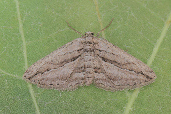 Image of Ekboarmia