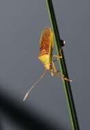 Image of Amblypelta lutescens lutescens (Distant 1911)