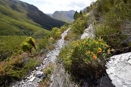 Image of Leucospermum mundii Meissn.