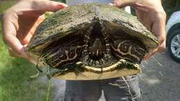 Image of Texas River Cooter