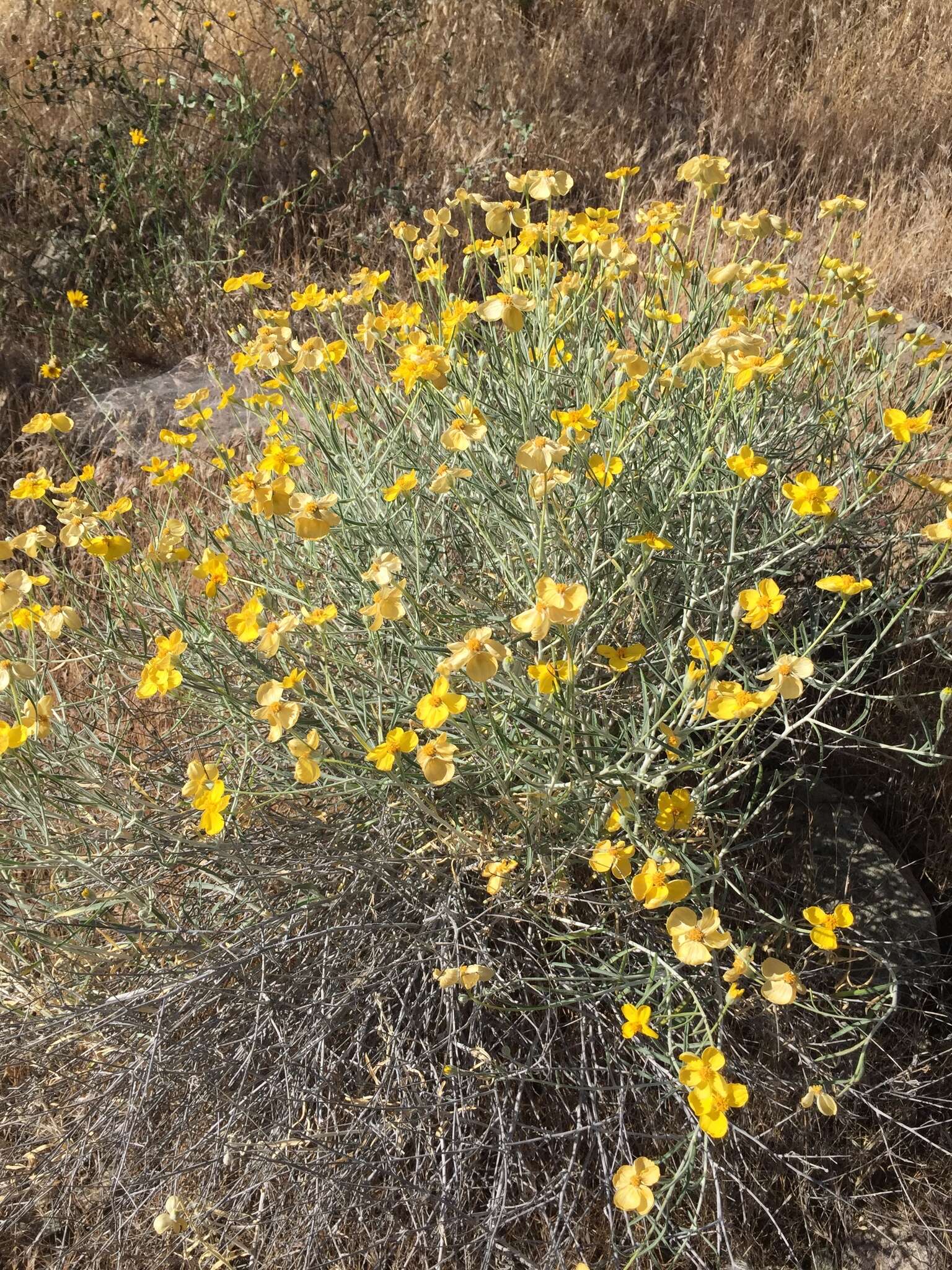 Image of Cooper's paper daisy