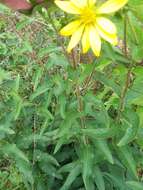 Imagem de Silphium integrifolium var. asperrimum (Hook.) B. L. Turner