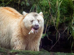 Image of Kermode bear