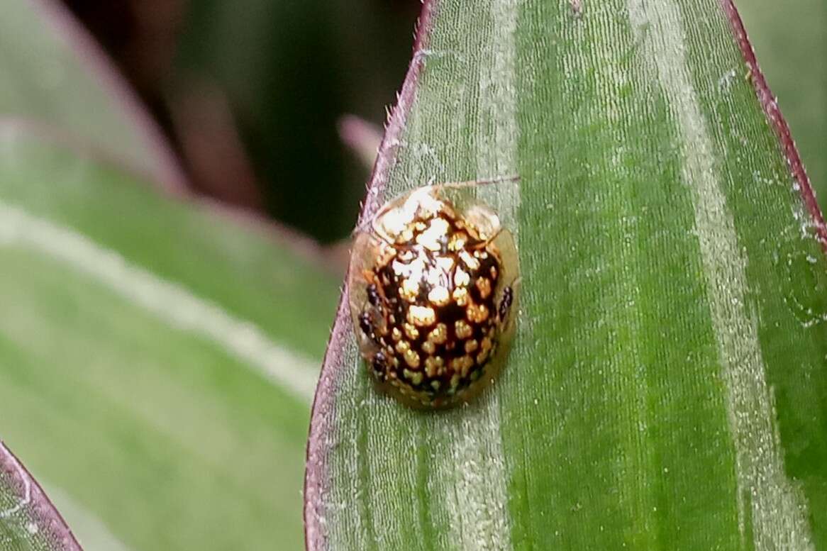 Image of Cteisella confusa (Boheman 1855)