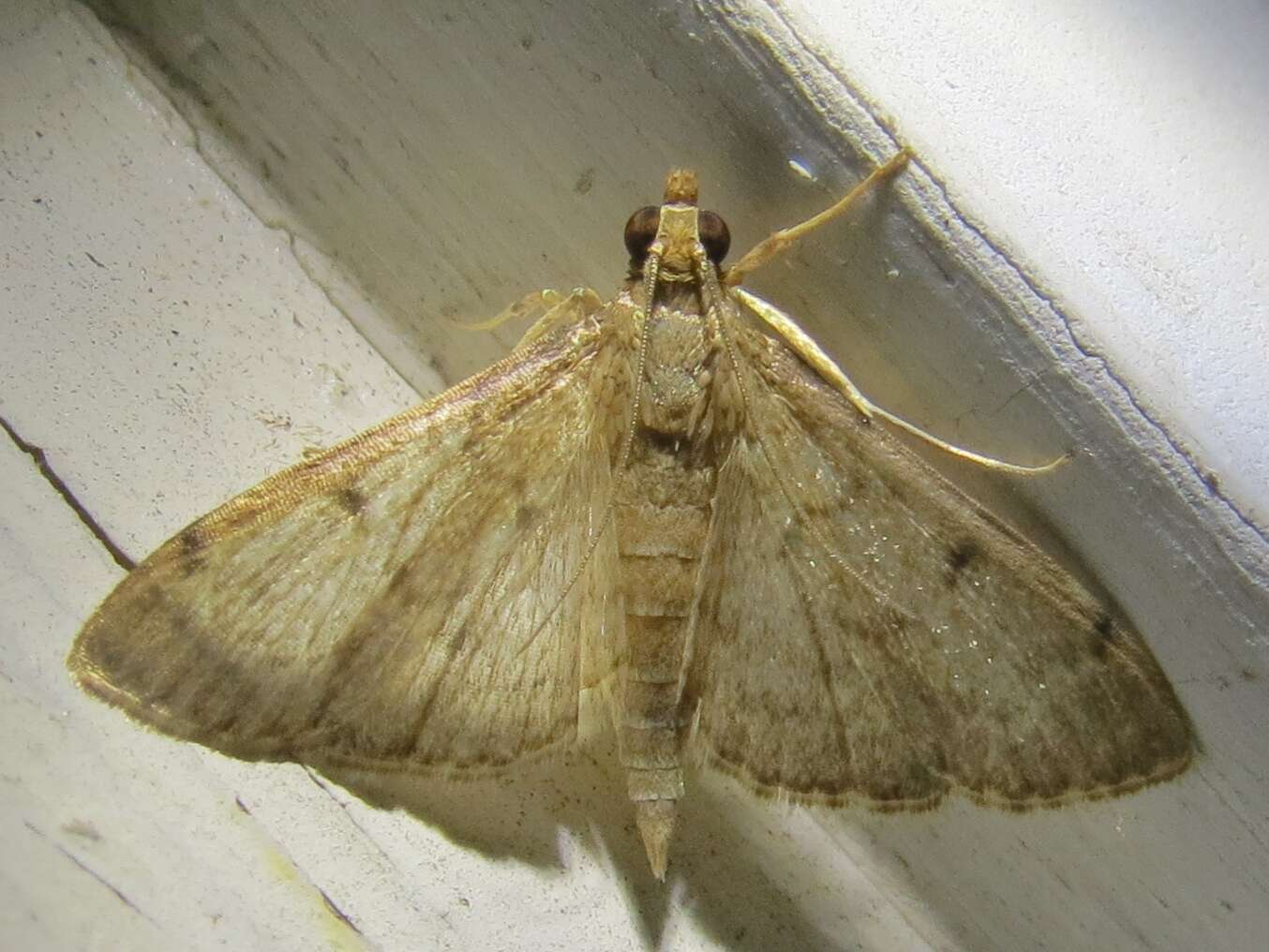 Image of Dusky Herpetogramma