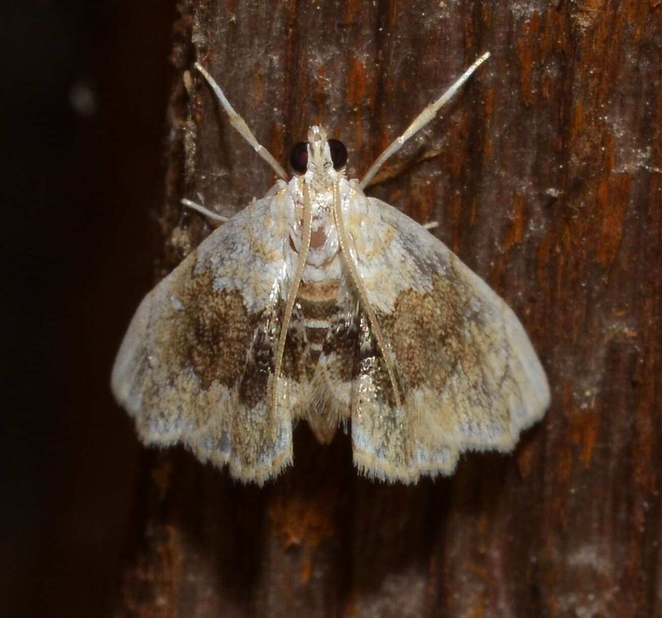 Image de Lipocosma sicalis Walker 1859