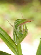 Image of Pterostylis irsoniana Hatch