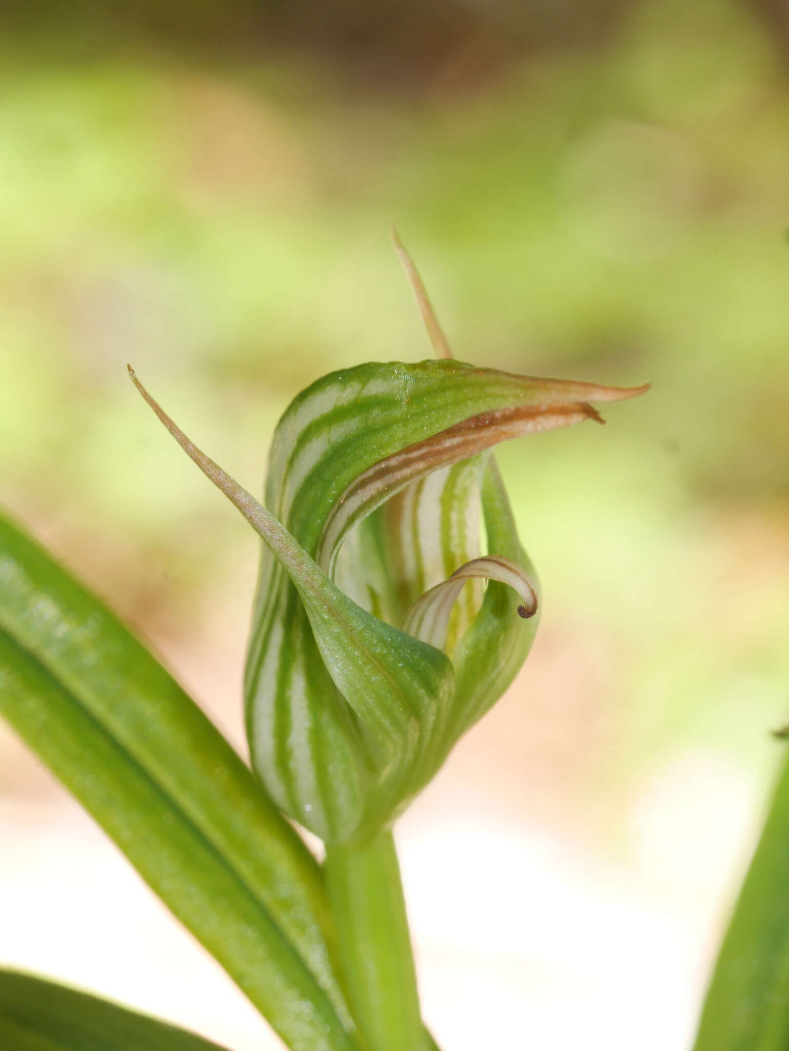 Image of Pterostylis irsoniana Hatch