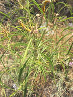 Image of Asclepias fascicularis Decne.