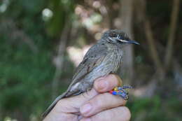 Image of Eungella Honeyeater