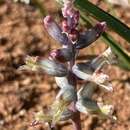 Imagem de Lachenalia canaliculata G. D. Duncan