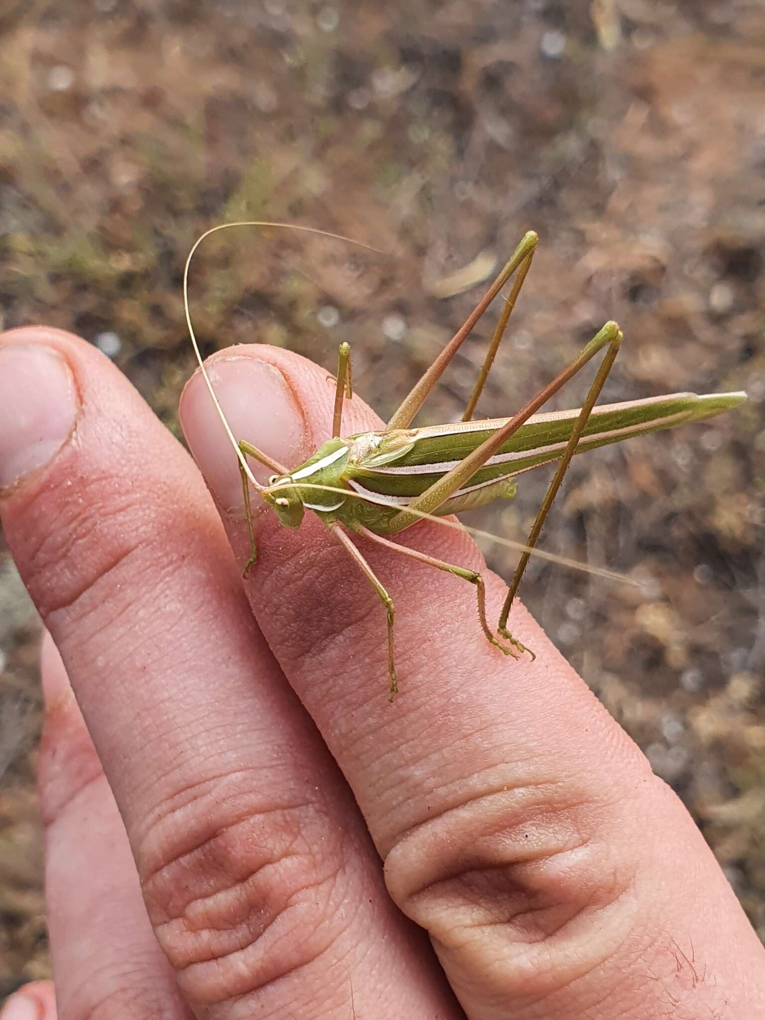 Image of Tinzeda sororoides (Tepper 1892)